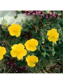 Rock Rose