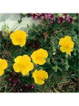 Rock Rose