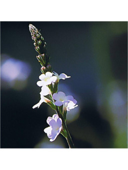 Vervain