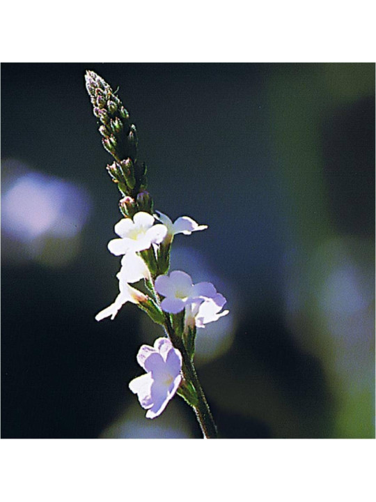 Vervain