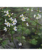 Water Violet