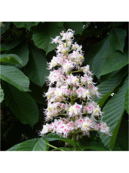 White Chestnut