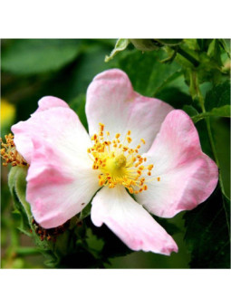 Wild Rose