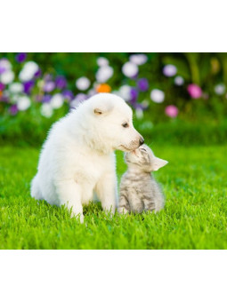 Fórmula para Mascotas