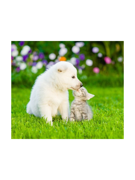 Fórmula para Mascotas