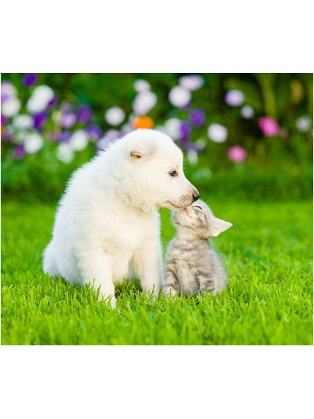 Fórmula para Mascotas