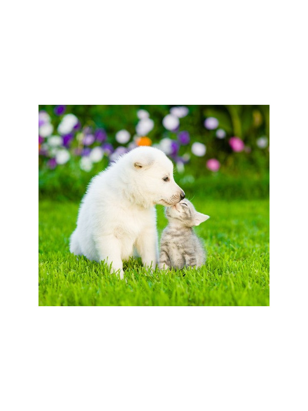 Fórmula para Mascotas