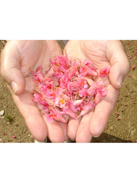 Formula personalizada