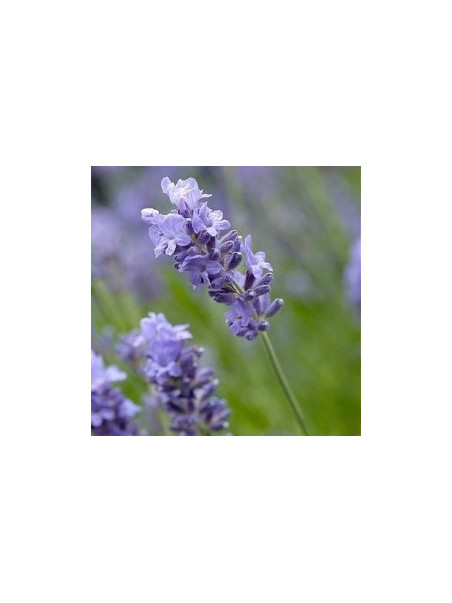Lavanda