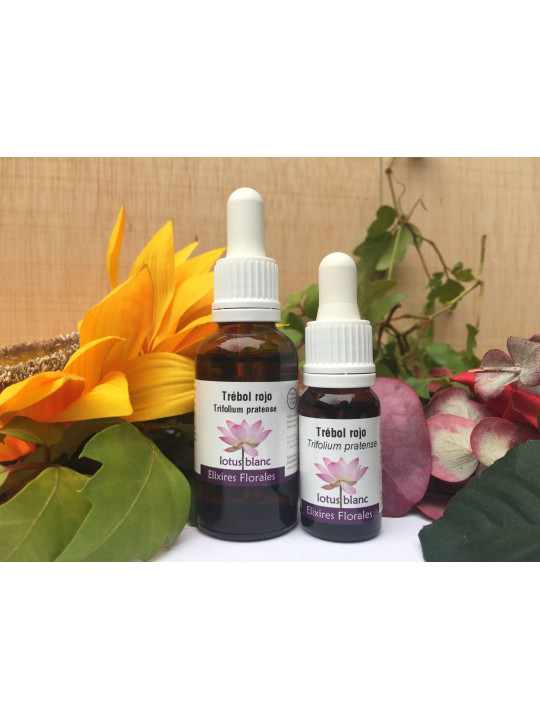 Trebol Rojo