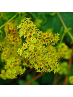 Alquimila Común o Pie de León