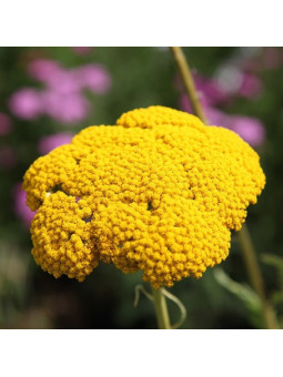 Aquilea Amrilla o Milenrama