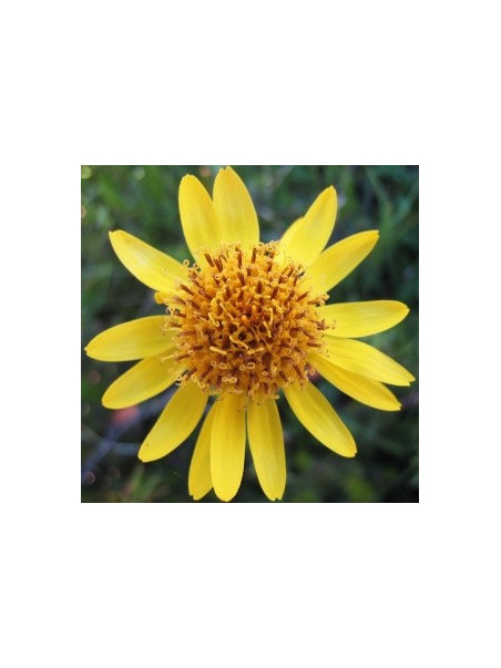 Arnica