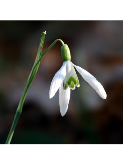 Campanillas de Invierno