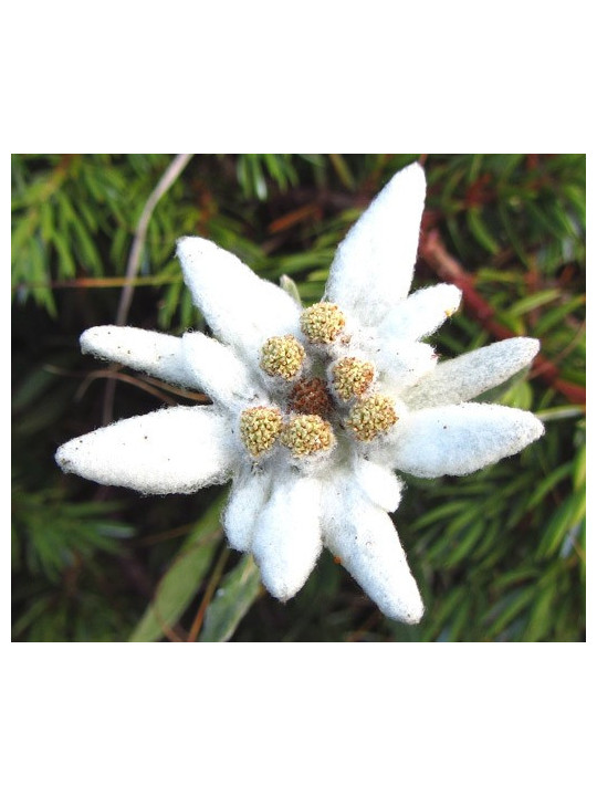 Edelweiss