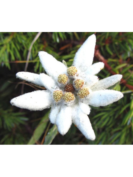 Edelweiss