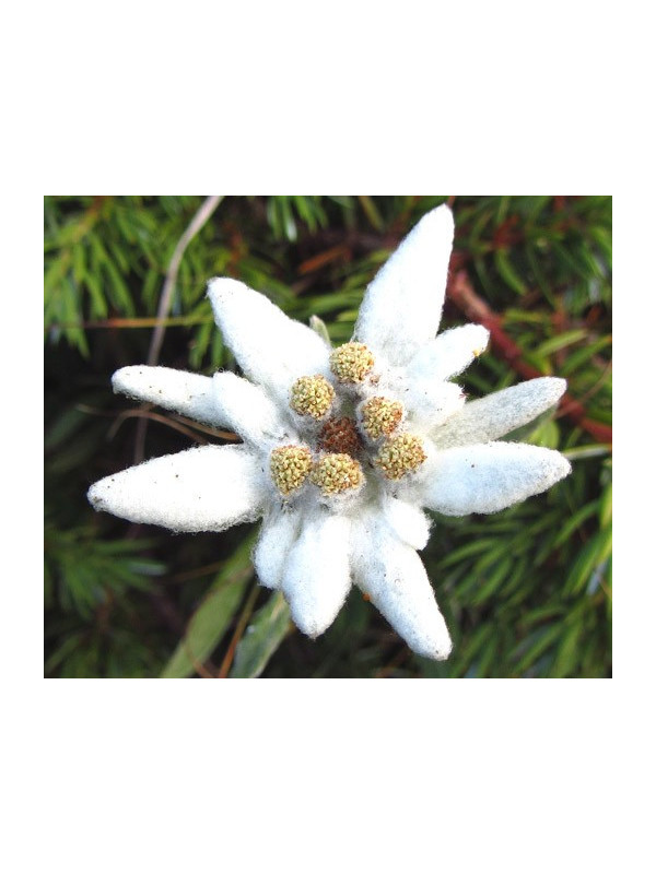Edelweiss