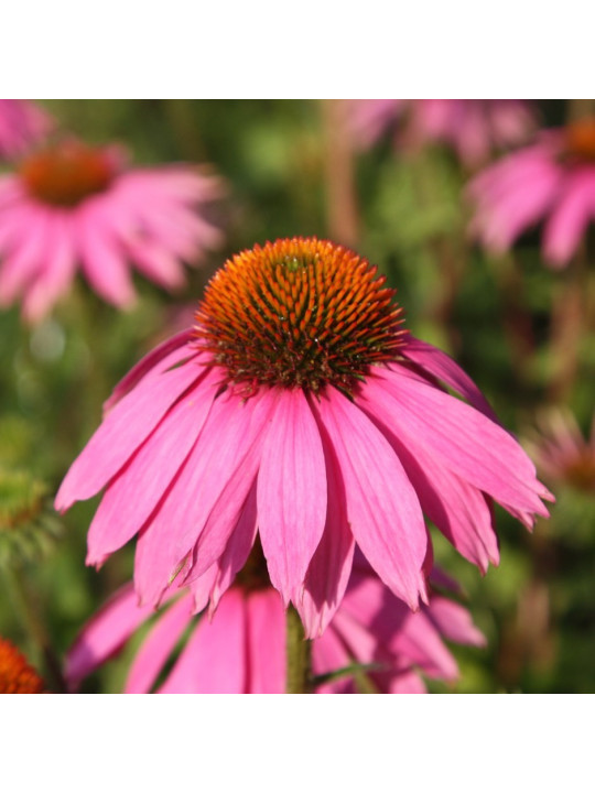 Equinacea