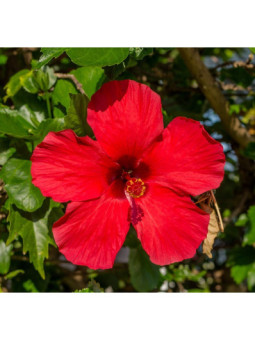 Hibiscus