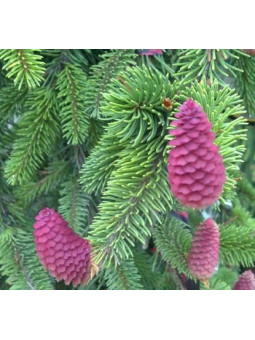 Picea