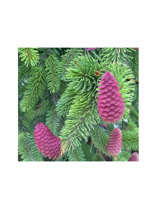 Picea