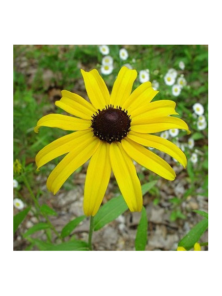 Rudbeckia Susan