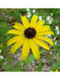 Rudbeckia Susan