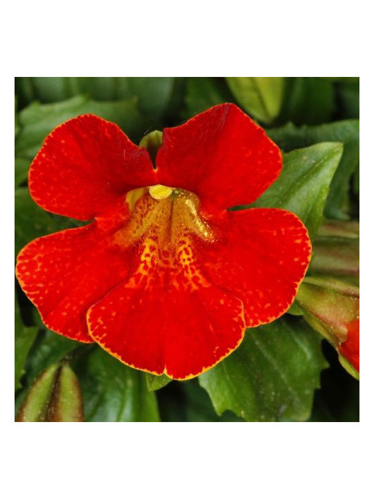 scarlet monkeyflower