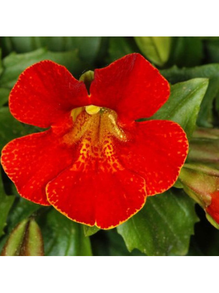 scarlet monkeyflower