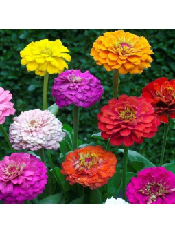 Zinnia