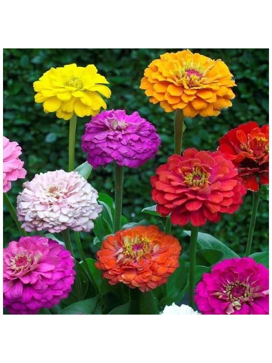 Zinnia