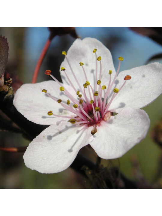 Cherry Plum