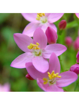 Centaury