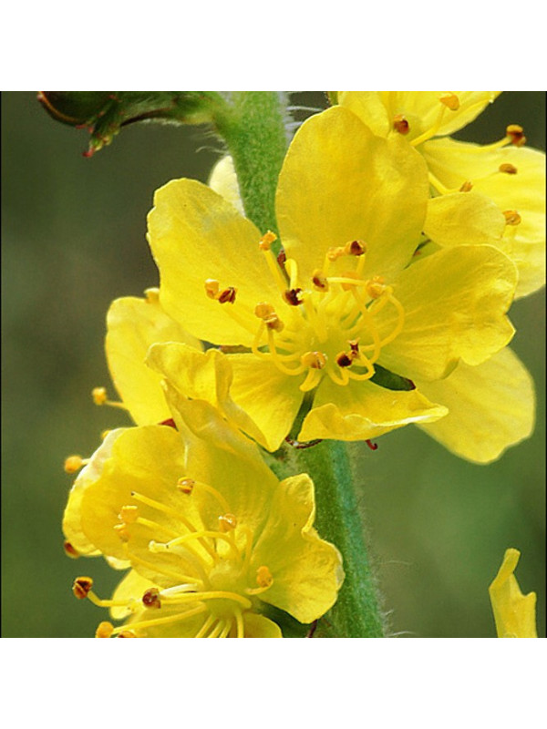 Agrimony