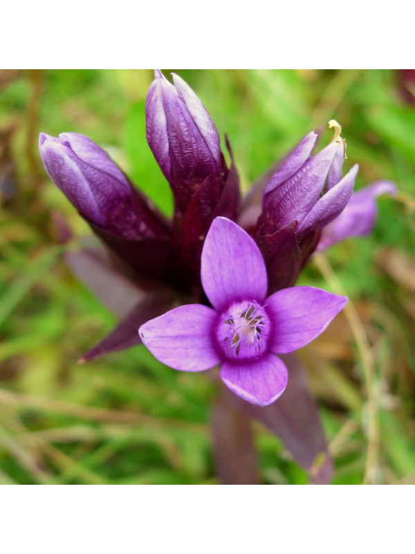 Gentian