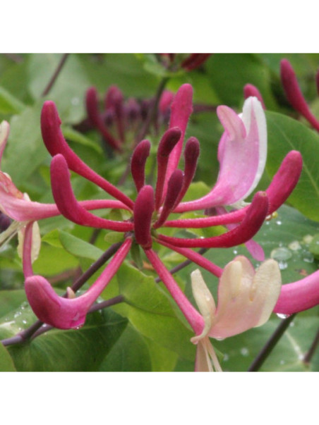 Honeysuckle