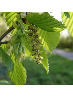 Hornbeam