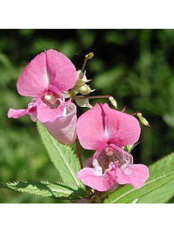 Impatiens
