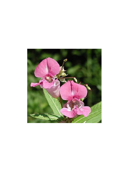 Impatiens