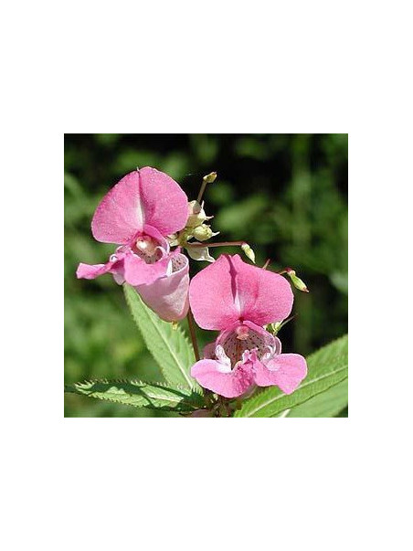 Impatiens