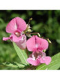 Impatiens