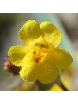 Mimulus