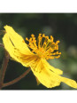 Rock Rose