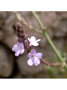Vervain