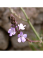 Vervain
