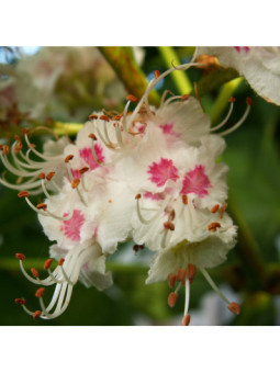 White Chestnut