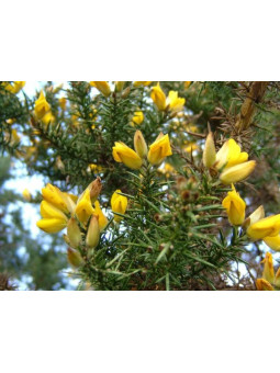 Gorse