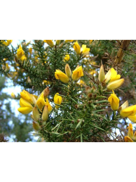 Gorse