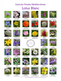 POSTER FLORES MEDITERRÁNEAS