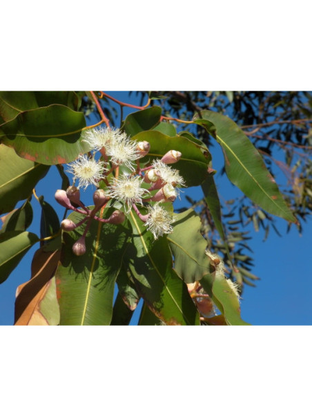 EUCALIPTO Eucalyptus globulus